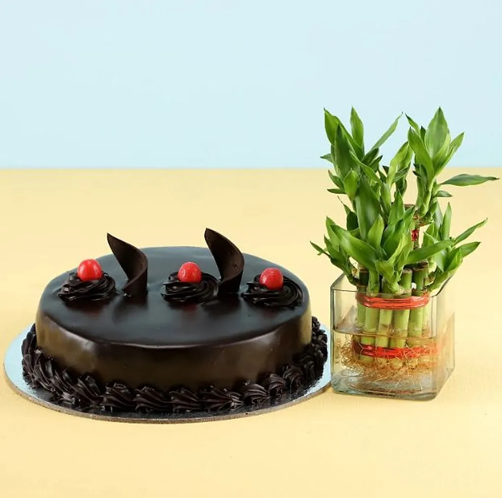 Lucky Bamboo Cake Combo